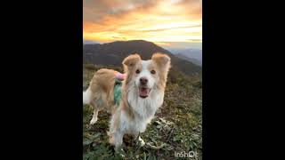 Cute dog and amazing view ₊˚.🪵 ✩｡🐿️