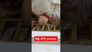 କୁକୁଡ଼ା କେମିତି ଅଣ୍ଡା ଦେବା/ kukuda onda deba process #shortvideo #chickenfarmer #funny #odishapoultry