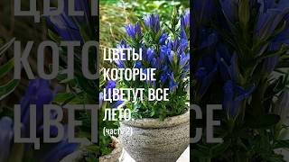 Ч2. КРАСИВЫЕ ЦВЕТЫ которые цветут ВСЕ ЛЕТО. Многолетние САДОВЫЕ ЦВЕТЫ #красивые #цветы #сад