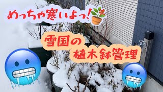 雪国の冬は過酷すぎる ☃️冬の植木鉢管理☃️