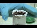 copper chloride and aluminium reaction only