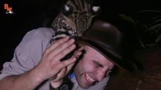 Ocelot ATTACK!