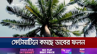 সেন্টমার্টিনে সাদা মাছির উৎপাতে কমেছে ডাবের ফলন, বিপাকে কৃষক | Coconut Tree | Jamuna TV