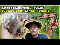 KATAK PORANG SUDAH TUMBUH TUNAS DITEMPAT KARANTINA SIAP UNTUK DITANAM