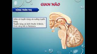 Gian não - Đại não