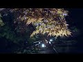 永観堂　紅葉　ライトアップ　２０２０ cinematic kyoto　 travel film sony　rx１００v