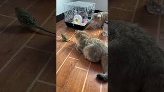 #funnycats  #funnyvideo  #cute cat #cat #cats #catshorts #shorts #猫咪 #萌宠 #沙雕猫咪的日常