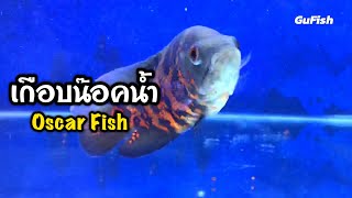 ปลาออสก้าได้น้ำใหม่ เกือบน๊อค! Oscar Fish