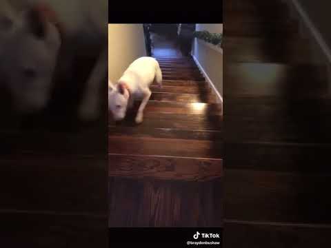 Dog Jumps Down Stairs Know Your Meme