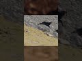 eagle vs mountain goat shortsvideo wildlife