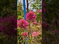 Beauty of Butterfly Torch Bougainvillea 😍😊☀️