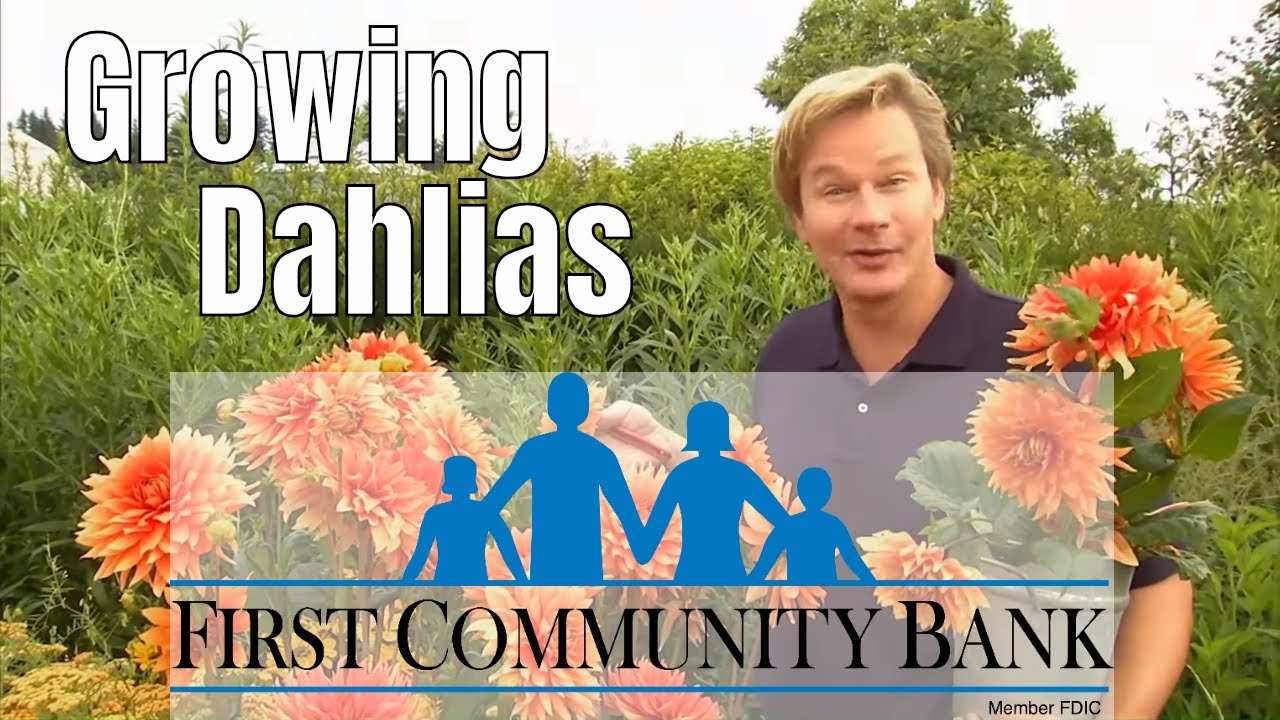 Dahlias Growing Tips Care Youtube