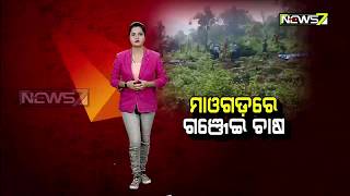 Ganja Farming Worth Rs.4 Cr Destroyed in Malkangiri