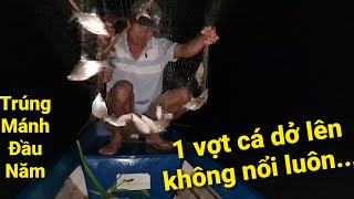 Cắt lúa dụ cá. Trúng mánh bầy bầy cá quằn vợt | Săn bắt SÓC TRĂNG |