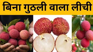 Seedless Litchi||Seedless Litchi||