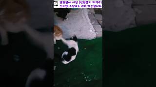 동료 고양이 초스피드 3연타 냥냥펀치로 쥐어박는 열혈 길냥이 놀부, 간만에 보는 놀부의 본 모습 #길고양이삶 #동물학대범강력처벌 #길냥이학대범강력처벌 #길고양이시인 #빈총잡이저격수