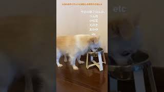 【チワワのティちゃん】太らない！手作り犬ごはん