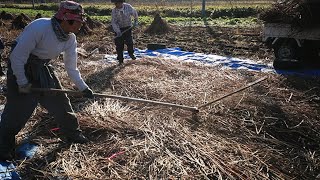 無農薬・有機肥料にこだわり　「唐竿」使いソバの脱穀