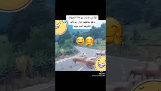 الراعي ضرب غنمه فانتقم الزعيم لاخوته منه.....عداله