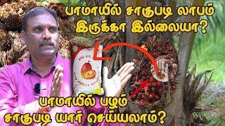 பாமாயில் சாகுபடி லாபம் இருக்கா இல்லையா?  | Palm Oil Tree | Full Video |