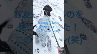 【大型犬姉妹】初めての雪ではしゃぐ子犬とお散歩【ゴールデンレトリバー✕バーニーズマウンテンドッグ】【ゴールデンドゥードル】多頭飼い goldenretriever puppy snow excite