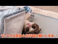 隠れ家が秒でバレた子猫【スコティッシュフォールド】【scottish fold】