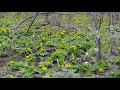 厚沢部町のエゾリュウキンカ、カタクリ、水芭蕉など満開！