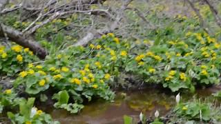 厚沢部町のエゾリュウキンカ、カタクリ、水芭蕉など満開！