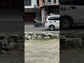 ampun pak ‼️ shortvideo ngakak funnyvideo comedy komedi