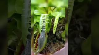 carnivorous plant_ Venus flytrap vs snail 🐌#short#youtubeshorts