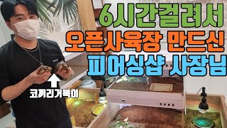 매장 절반이 육지거북 공간입니다. 초고가 거북이 키우시는 피어싱샵 사장님