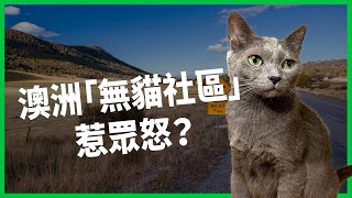 「浩克貓」跟你想像的貓咪不一樣！ 澳洲政府開放獵捕、規劃「無貓社區」惹怒民眾？ 為何政府會對喵星人宣戰？【TODAY 看世界】