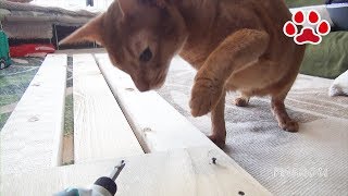 キャットウォークを作った時の猫達【瀬戸の三毛猫日記】How the cats were when I made the Catwalk