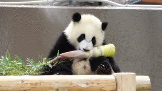 やったね🐼 飼育員さんにタケノコをもらった彩浜🌈 #アドベンチャーワールド