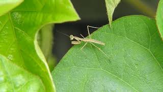 カマキリの赤ちゃんがかわいい