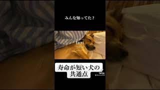 寿命が短い犬の共通点はこちらです。#shorts