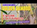 How to Grow Golden Bamboo from Cuttings at Your Home | Easy Way to Propagate Golden Bamboo