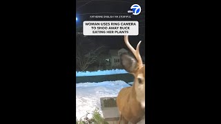 Woman uses ring camera to shoo away buck eating her plants