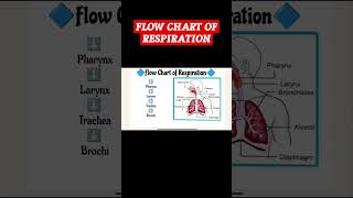 Flow Chart Of Respiration In Hindi #shorts #youtube #youtubeshorts #status