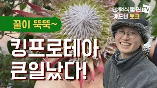 [한택식물원 가드너토크1] 꿀이 뚝뚝! 킹프로테아 큰일 났다!