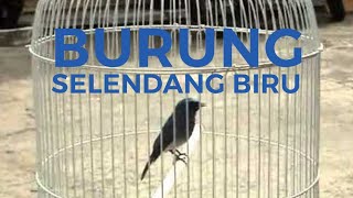 Burung Selendang Biru Gacor Ngerol Tanpa Ampun Untuk Pancingan