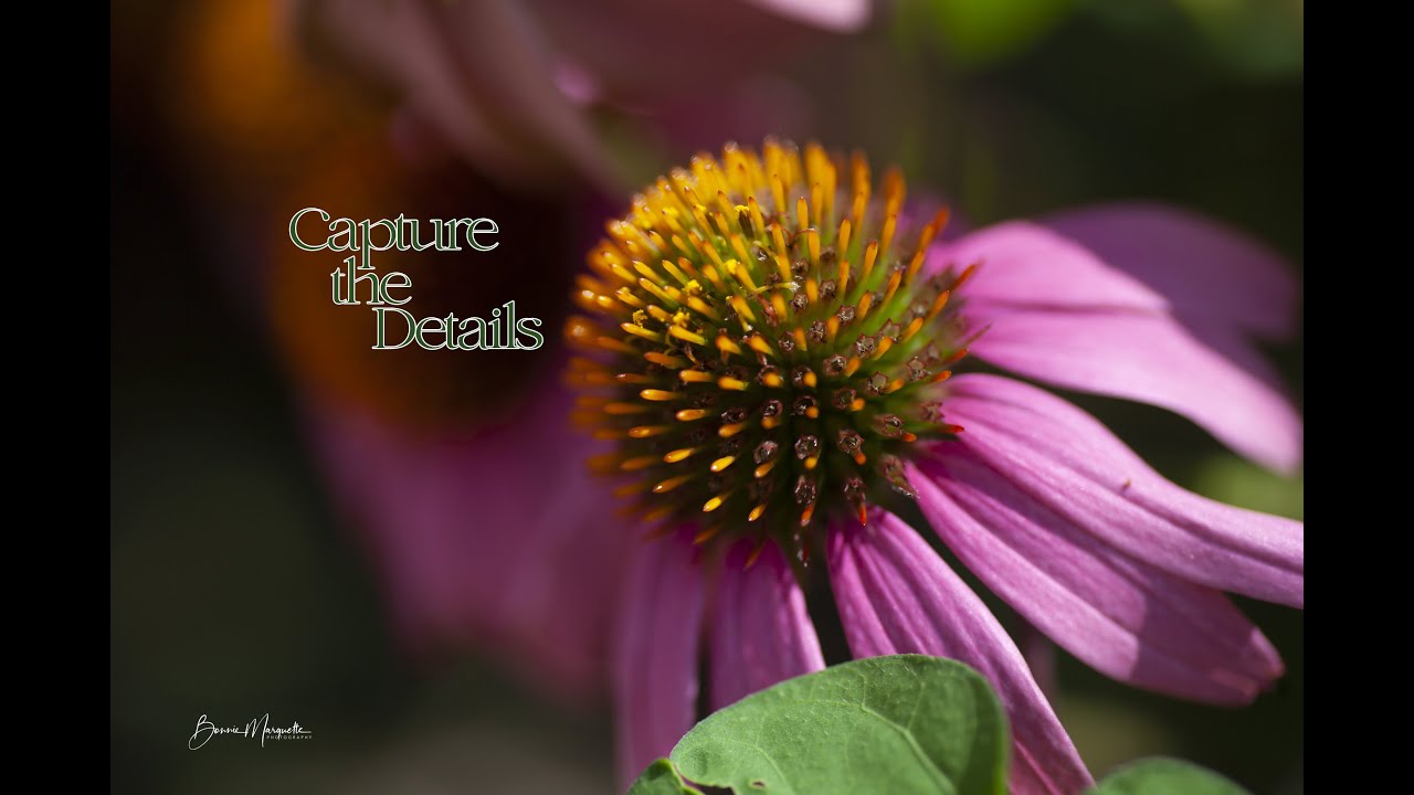 Macro And Close Up Photography For Beginners Course Introduction To