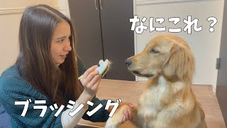 ブラッシングのやり方が分かりません...【ゴールデンレトリバー子犬】