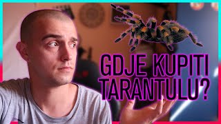 GDJE KUPITI TARANTULU ?