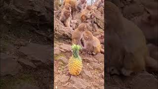 #feeding pineapple to the hungry monkey #monkey #foryou #animals #thedodo #dodo #saveanimal #shorts
