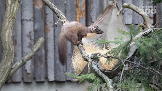 Pine marten is most active during the dusk