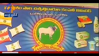 Ongole Dairy succeeding in production and selling - జైకిసాన్ - on 21st January 2015