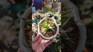 Haworthiopsis Limifolia x Attenuata Variegata | bikolanahardinera #haworthia #shortvideo #succulent