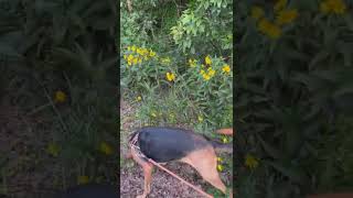 Slifer's Bloodhound Service | Training Bloodhound How to Track Blood