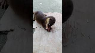 食べるのが大好きなかわいいカワウソ | Cute baby otter who loves to eat | Otter Ling